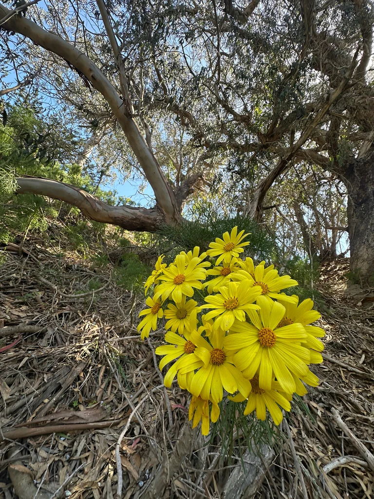 Coreopsis Gigantea