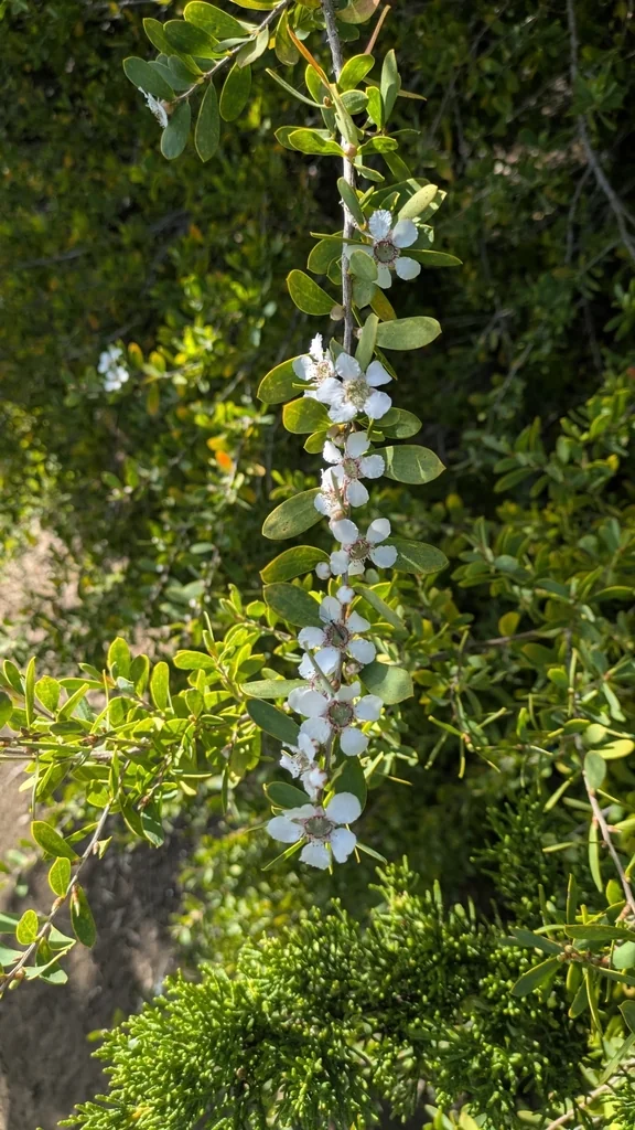 Leptospermum Laevigatum