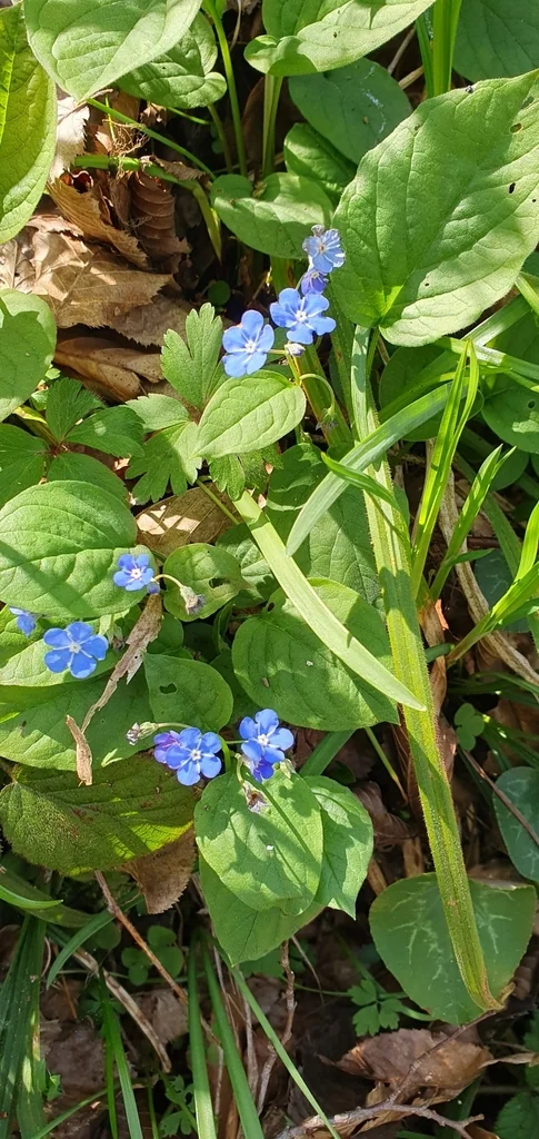 Omphalodes Verna