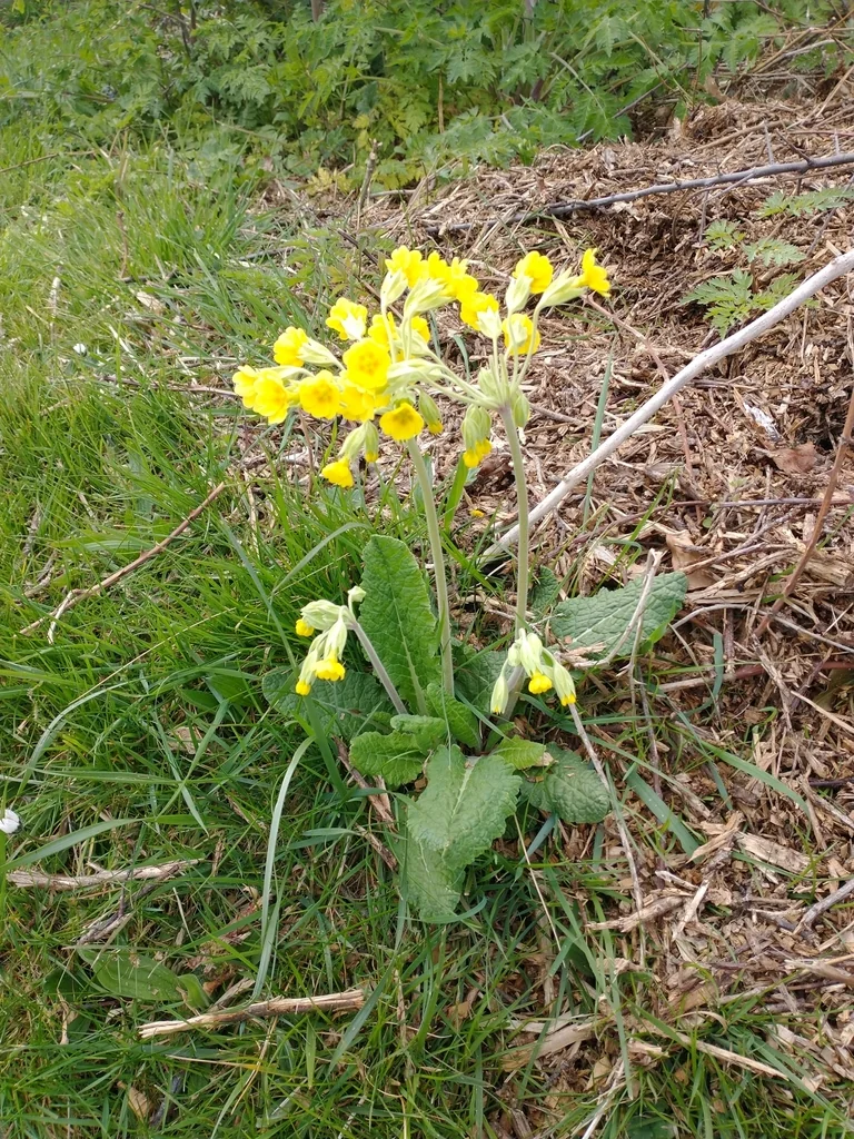 Primula X Polyantha
