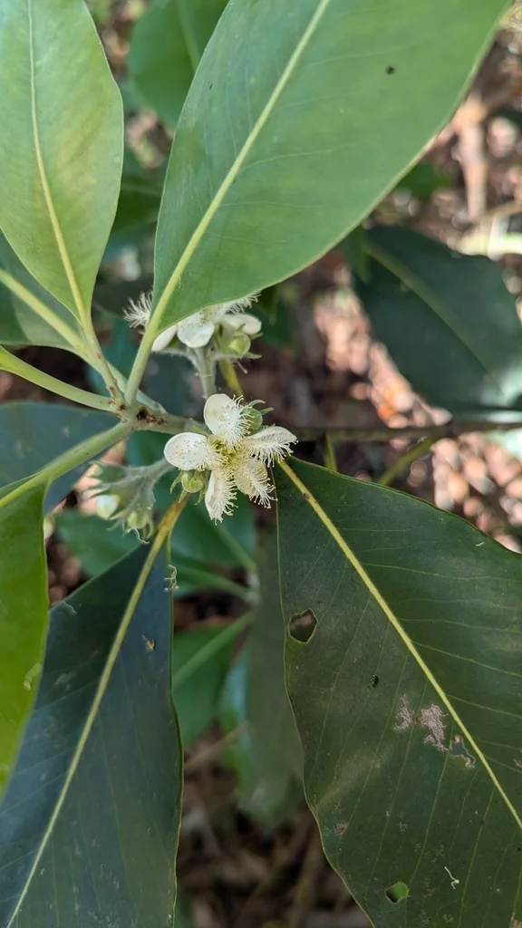 Lophostemon Confertus
