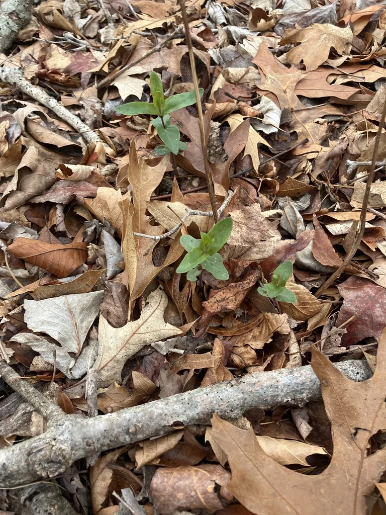 Pycnanthemum Muticum