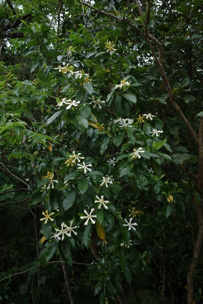 Gardenia Jasminoides