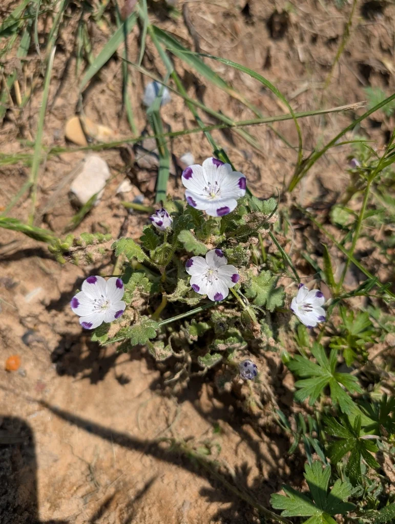 Nemophila Maculata