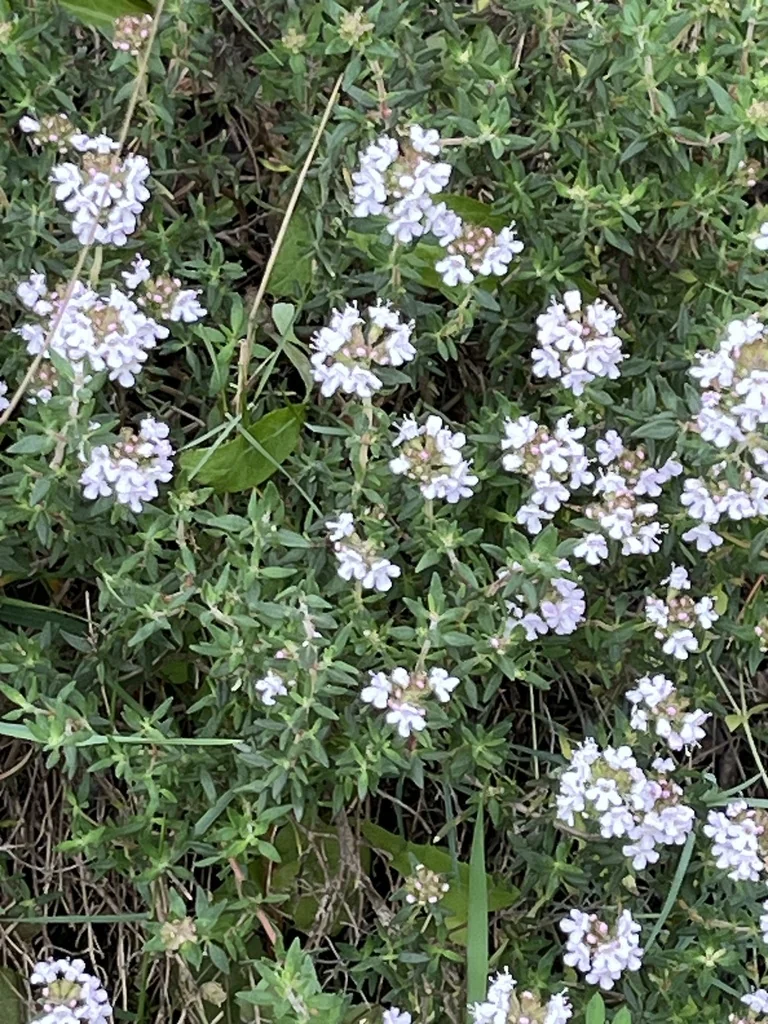 Thymus Vulgaris