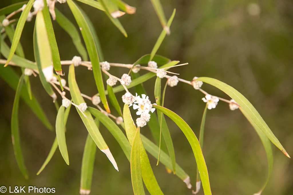 Agonis Flexuosa