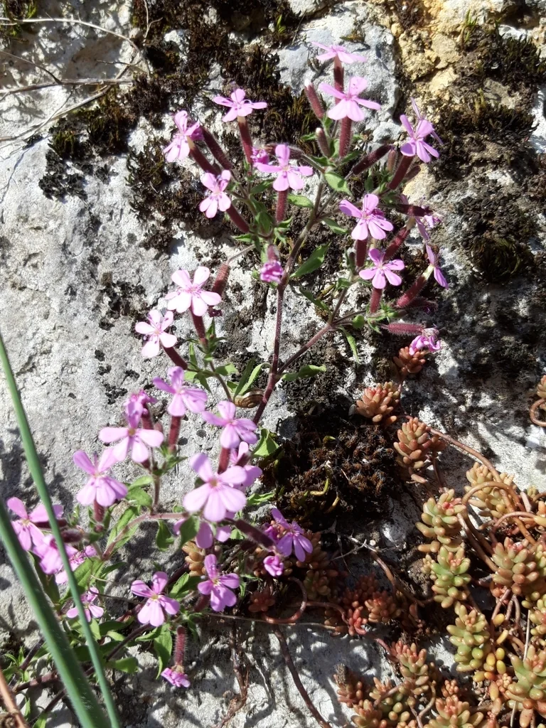 Saponaria Ocymoides