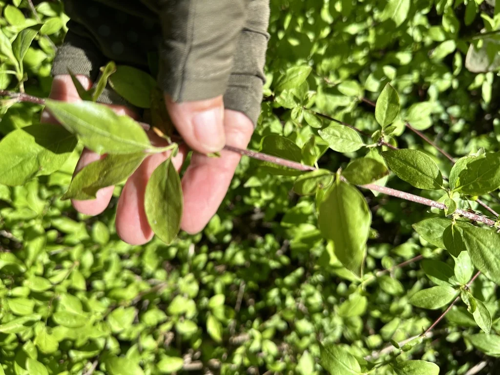 Cornus Glabrata