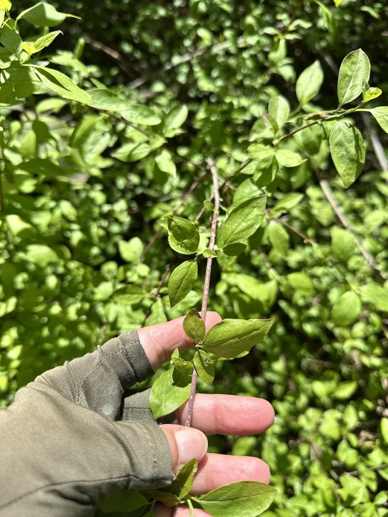 Cornus Glabrata