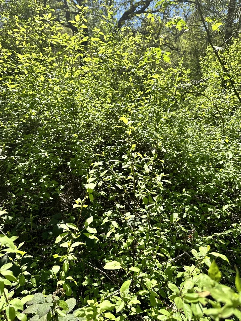 Cornus Glabrata
