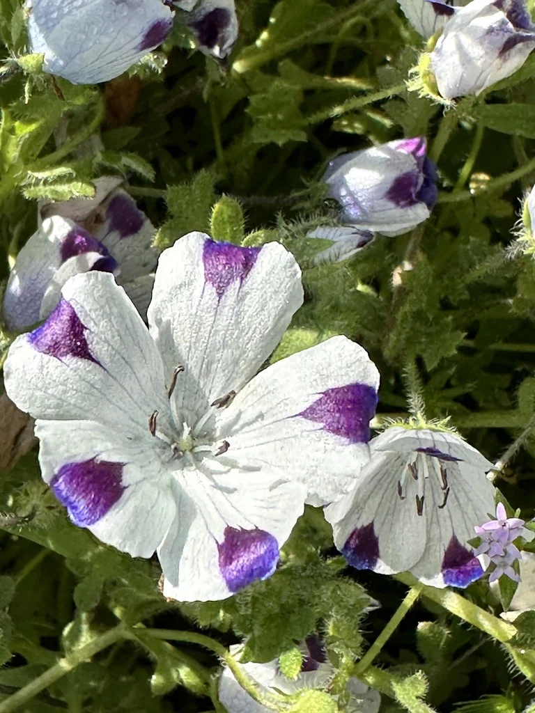 Nemophila Maculata