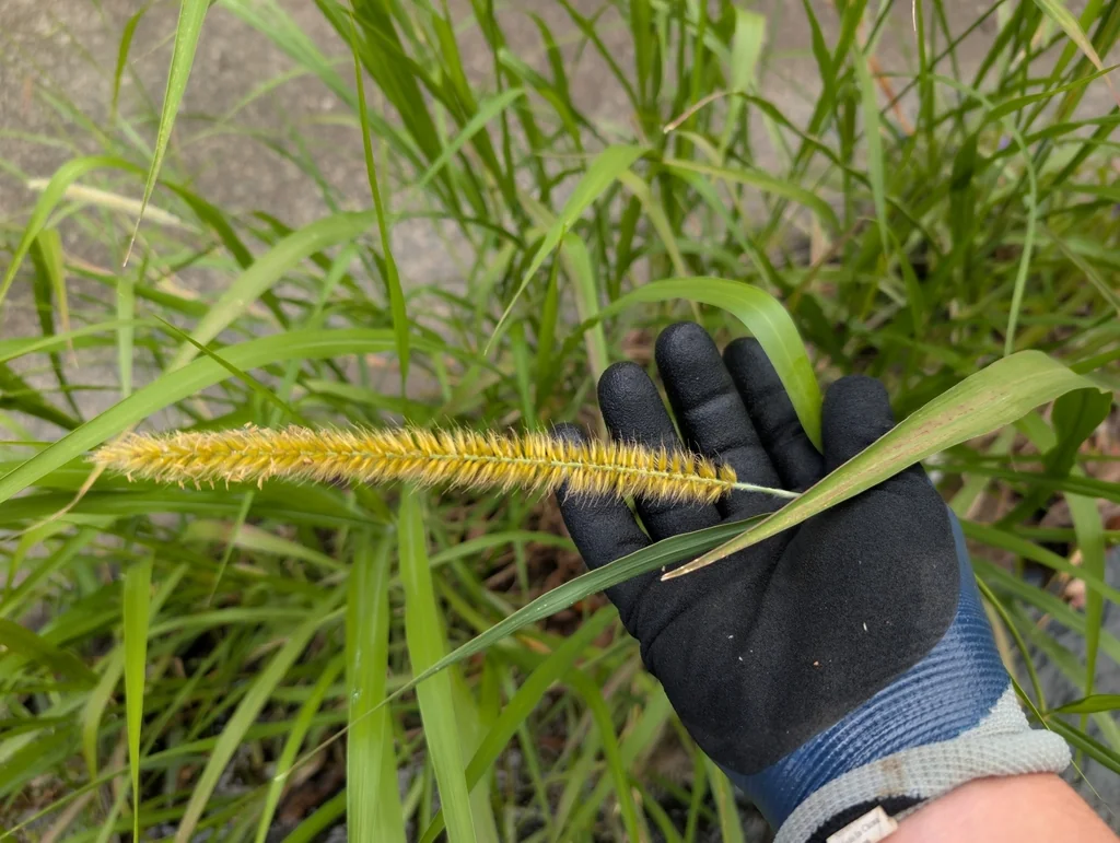 Pennisetum Purpureum