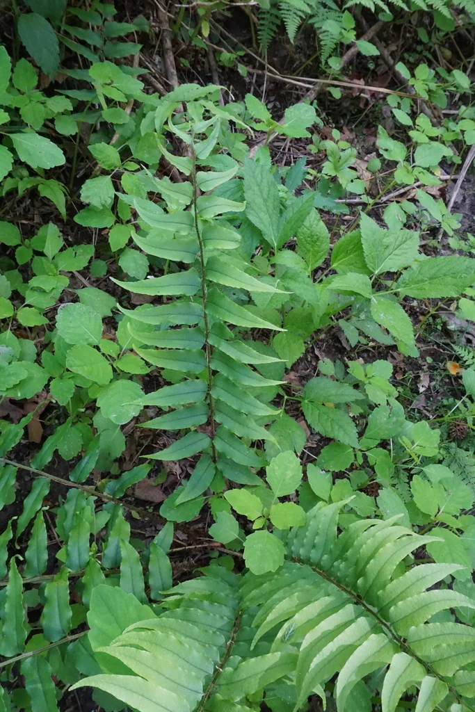 Cyrtomium fortunei