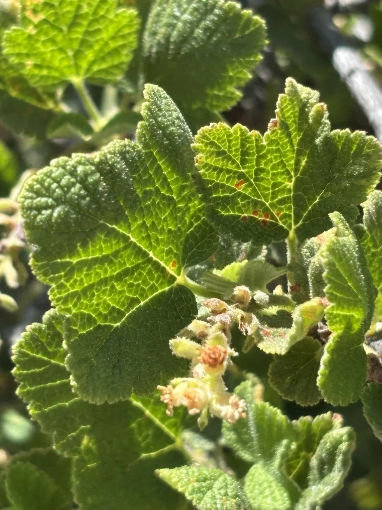 Ribes Indecorum