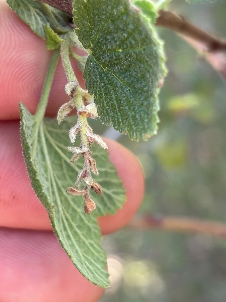 Ribes Indecorum