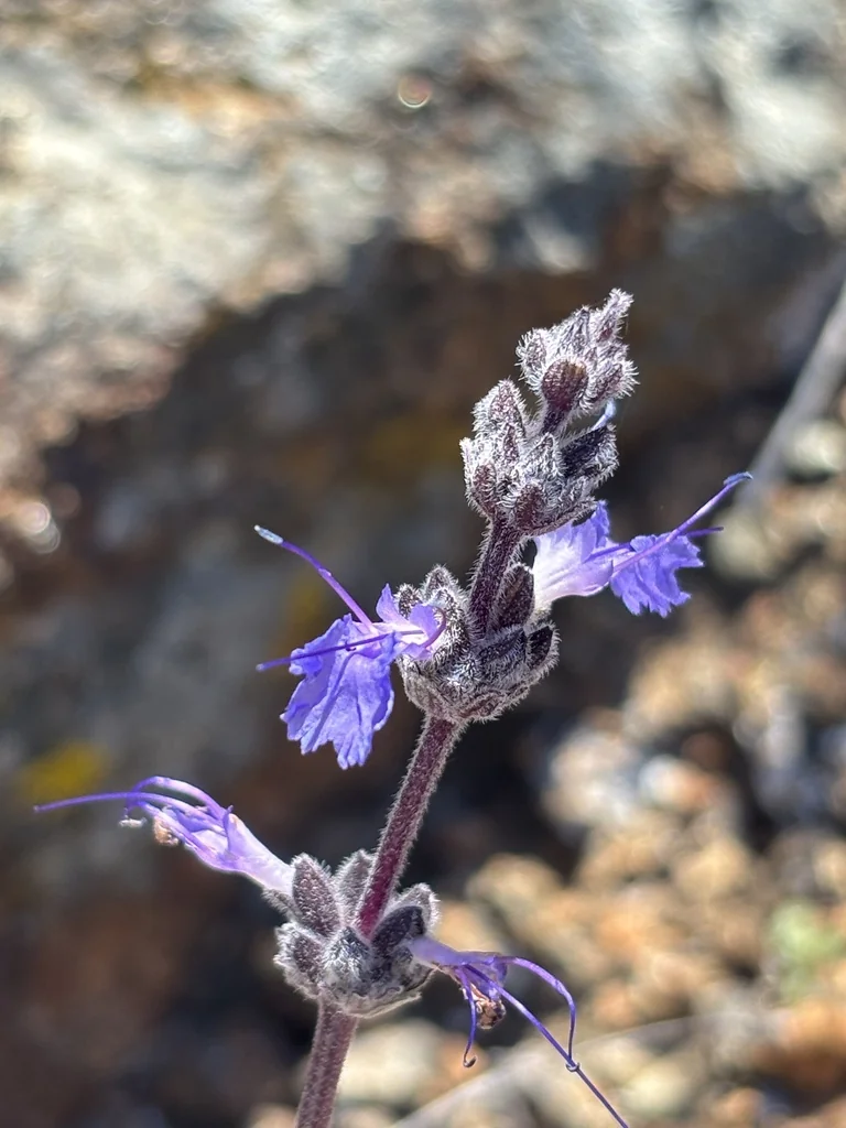 Salvia Sonomensis