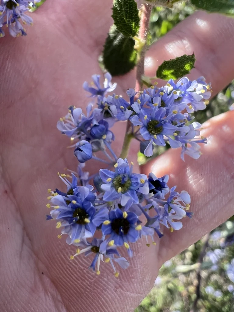 Ceanothus Oliganthus