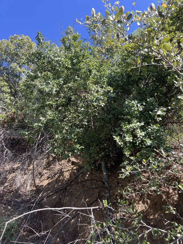 Prunus Ilicifolia Ssp. Ilicifolia