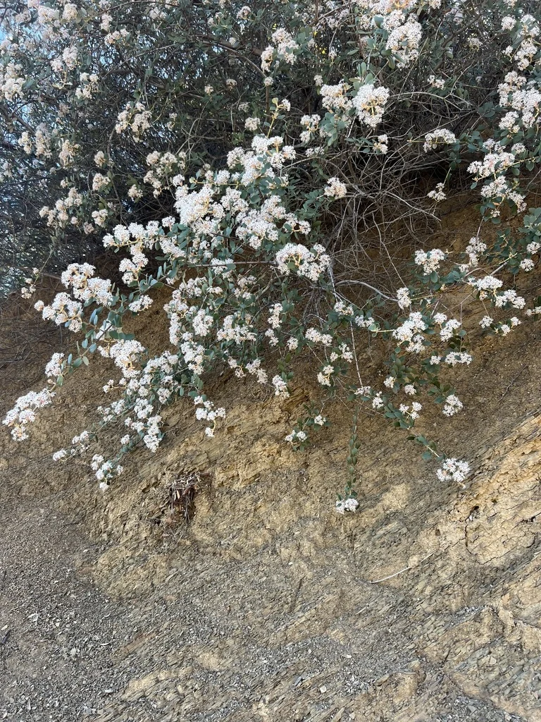 Ceanothus Crassifolius