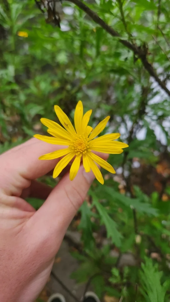 Euryops Chrysanthemoides