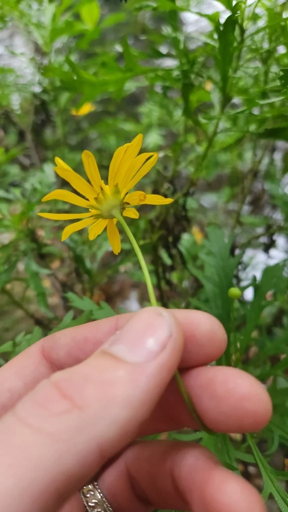 Euryops Chrysanthemoides