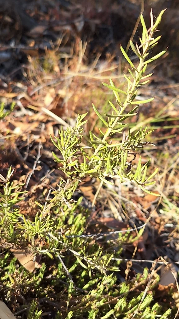 Grevillea Lavandulacea