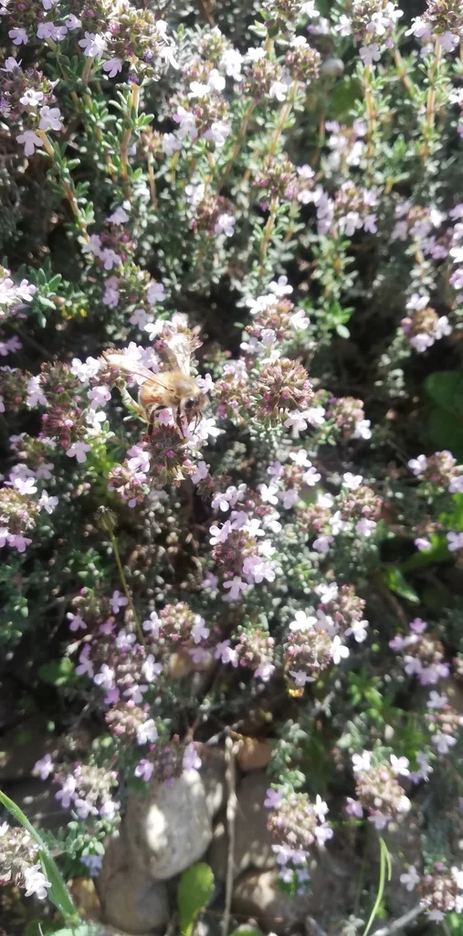 Thymus Vulgaris