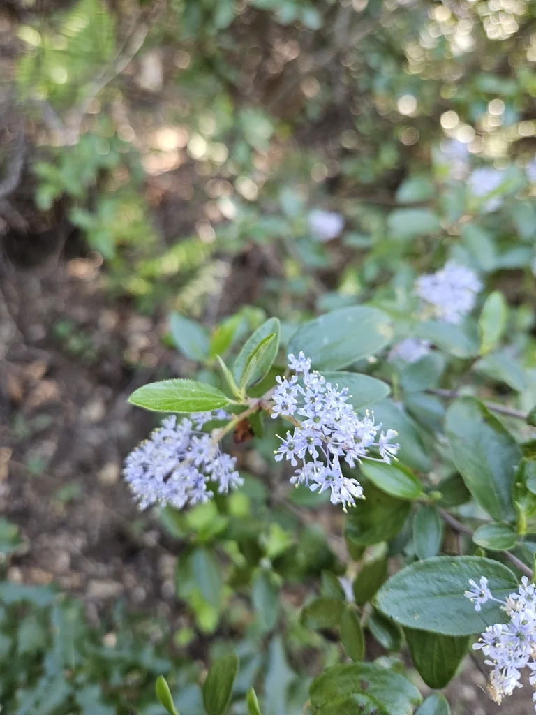 Ceanothus Oliganthus