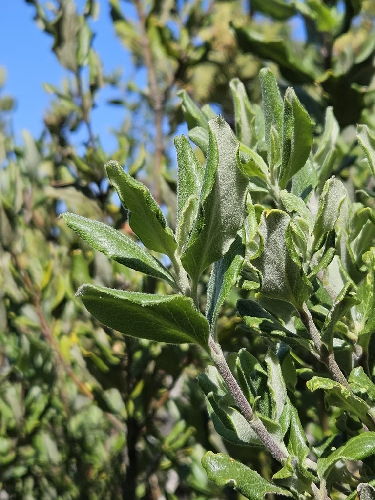 Garrya elliptica