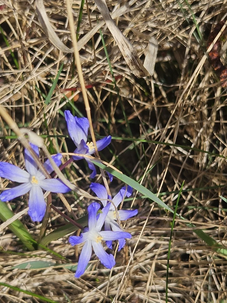 Chionodoxa Forbesii