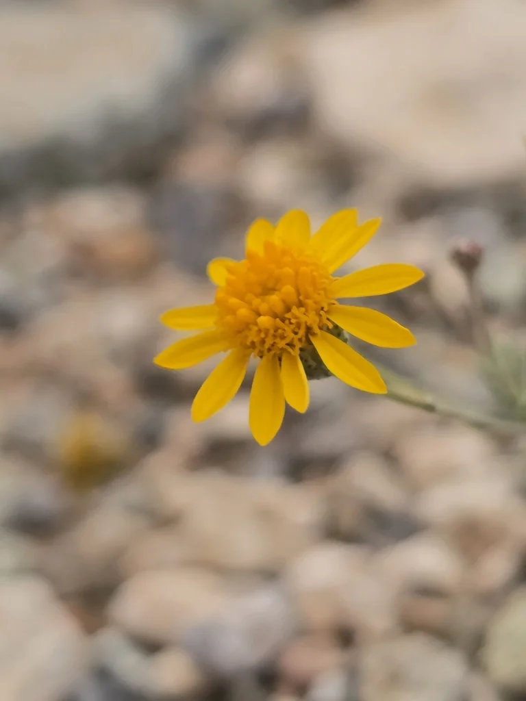 Thymophylla Pentachaeta