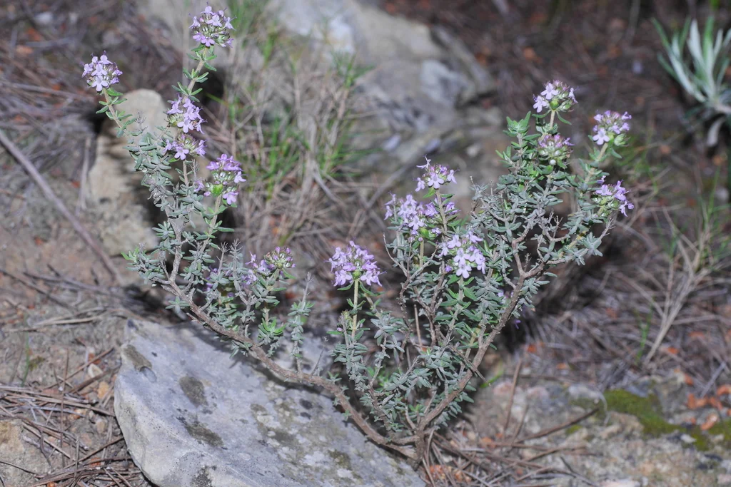 Thymus Vulgaris