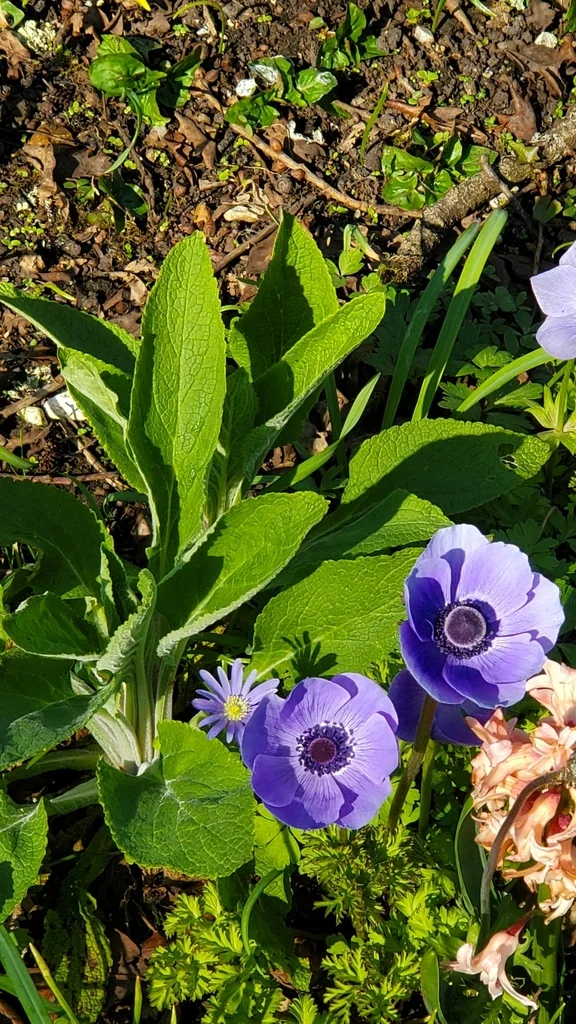 Anemone Coronaria