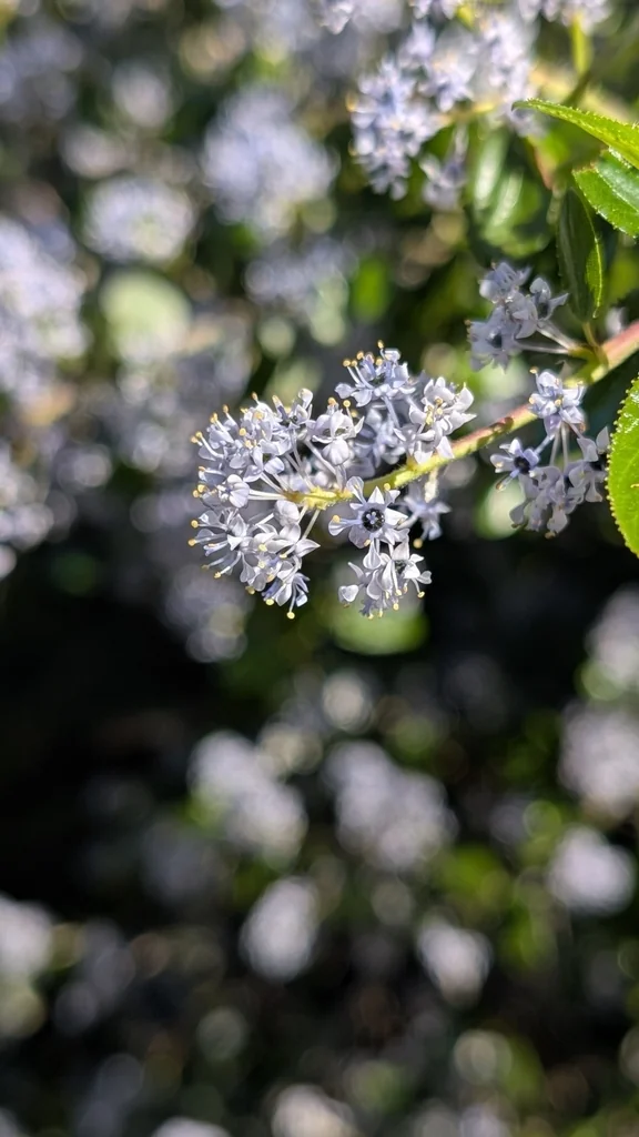 Ceanothus Oliganthus