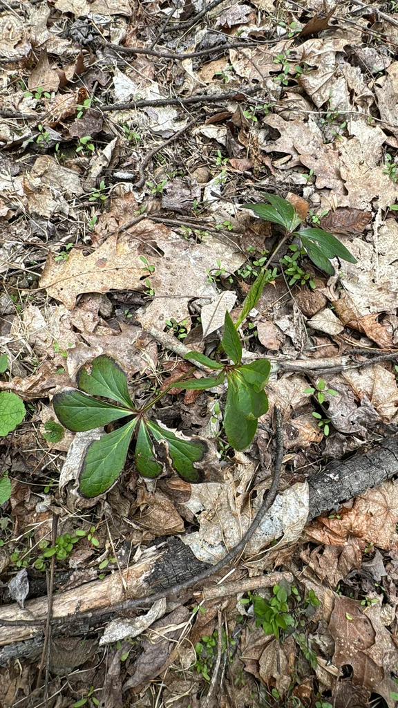 Helleborus Orientalis