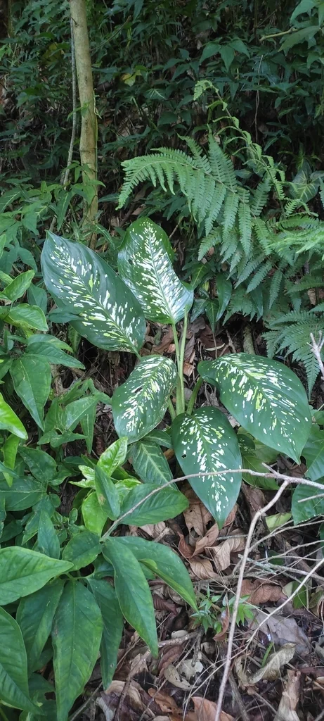 Dieffenbachia Maculata