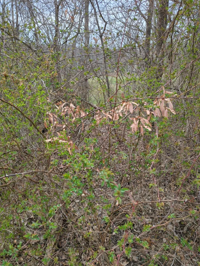 Lindera Angustifolia