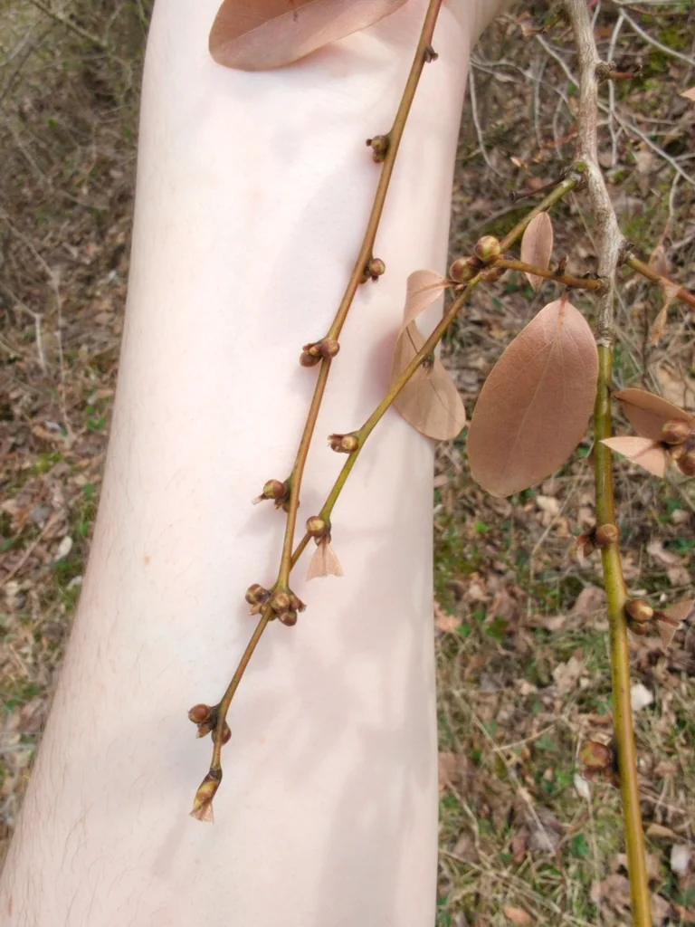 Lindera Angustifolia