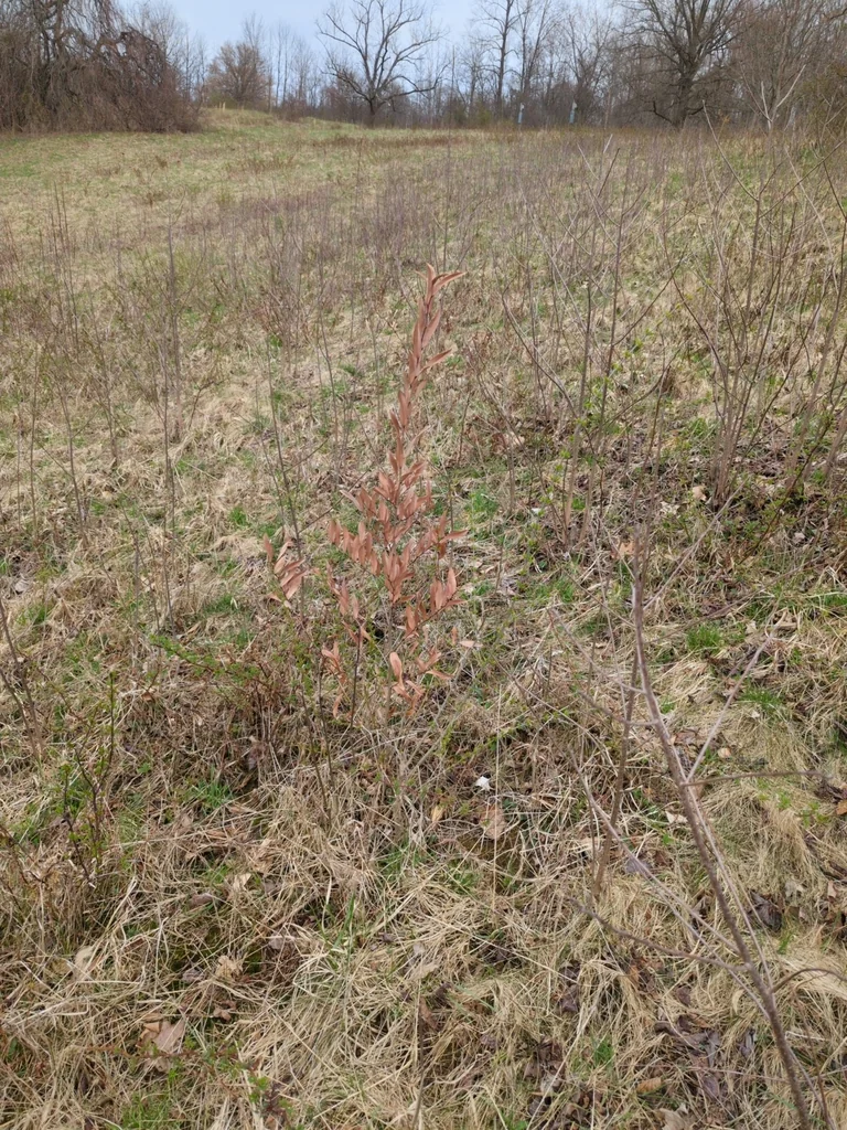 Lindera Angustifolia