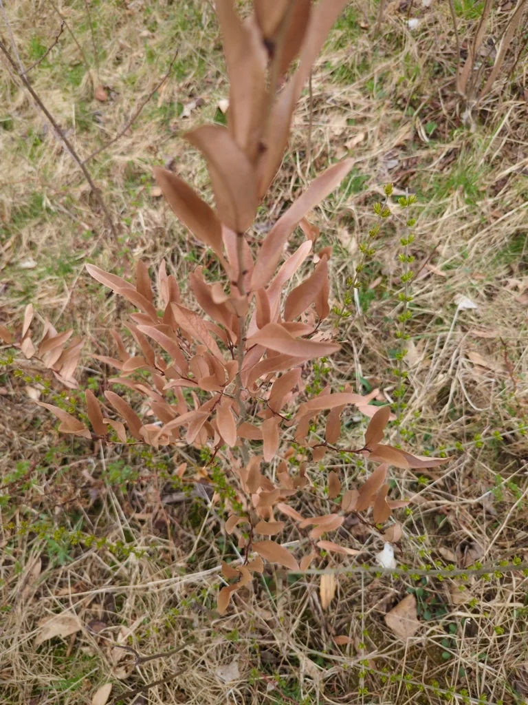 Lindera Angustifolia