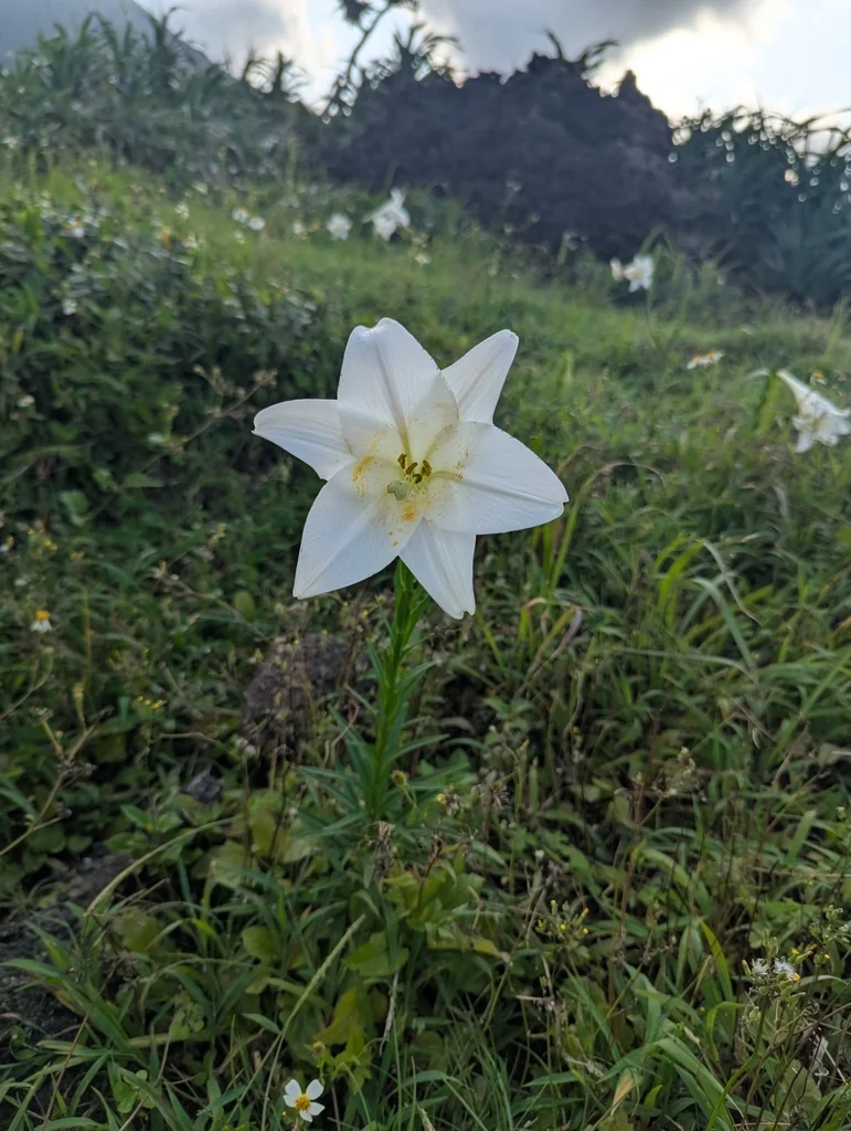 Lilium Longiflorum