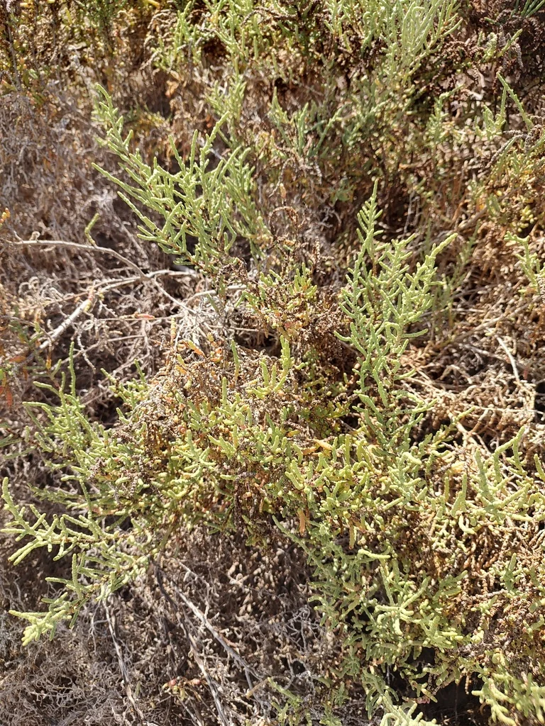 Allenrolfea Occidentalis