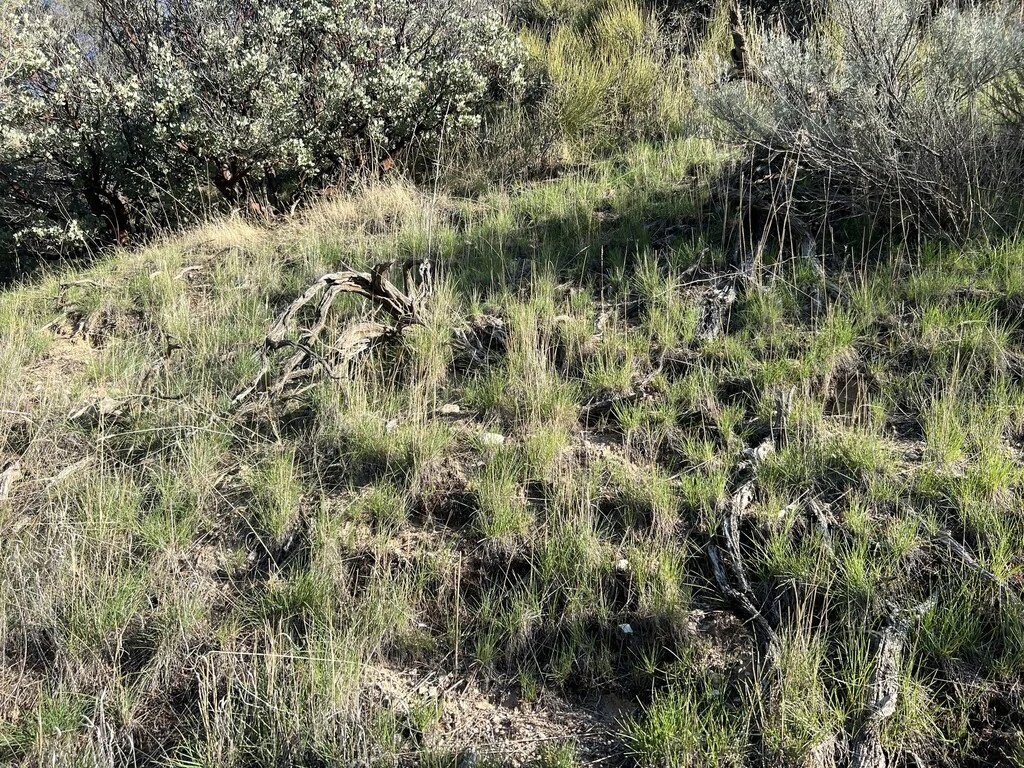 Poa Secunda