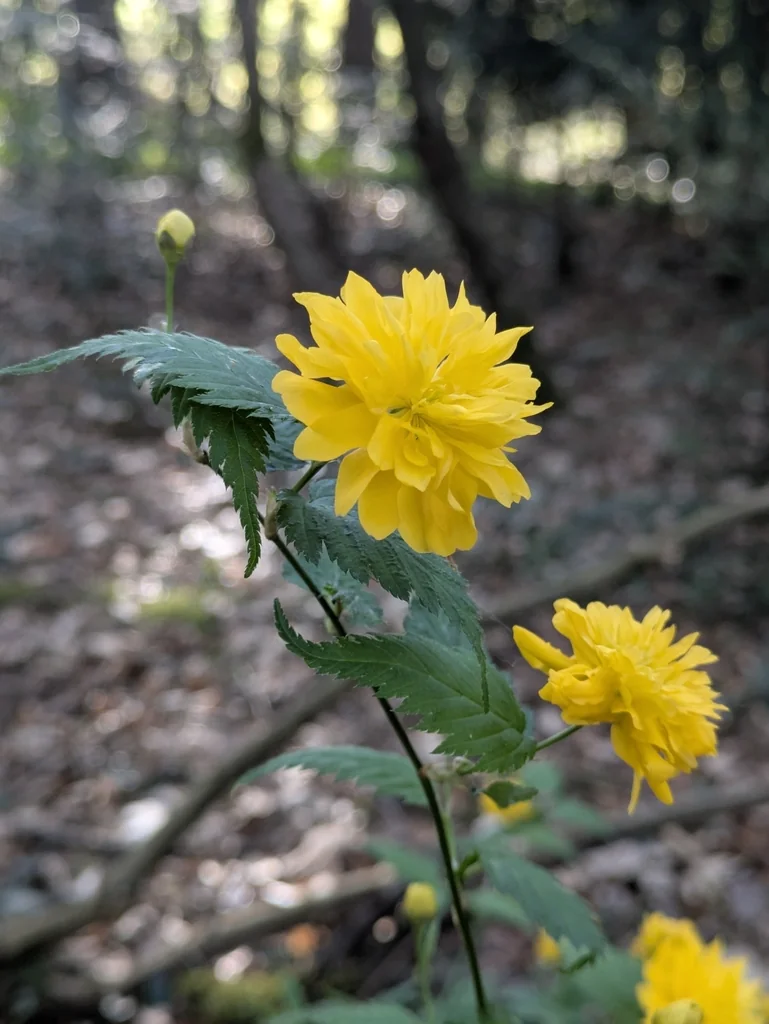 Kerria Japonica