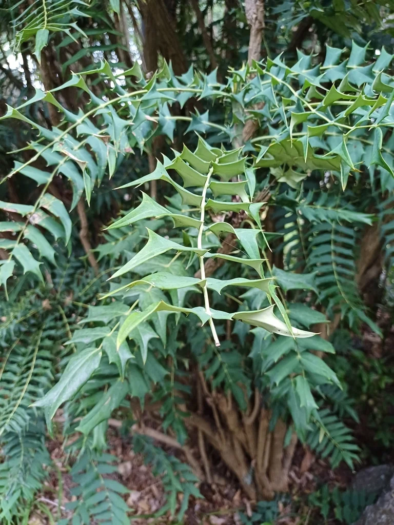 Mahonia Lomariifolia