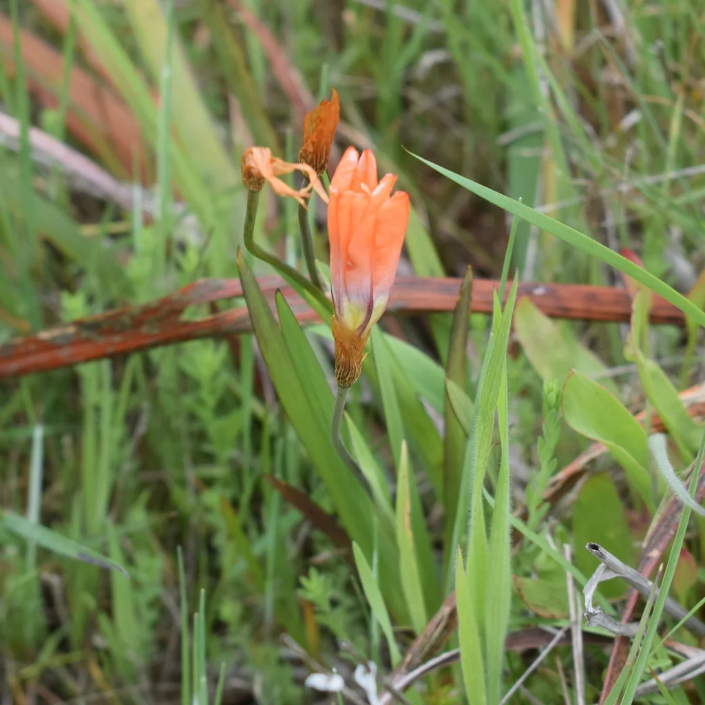Sparaxis Tricolor