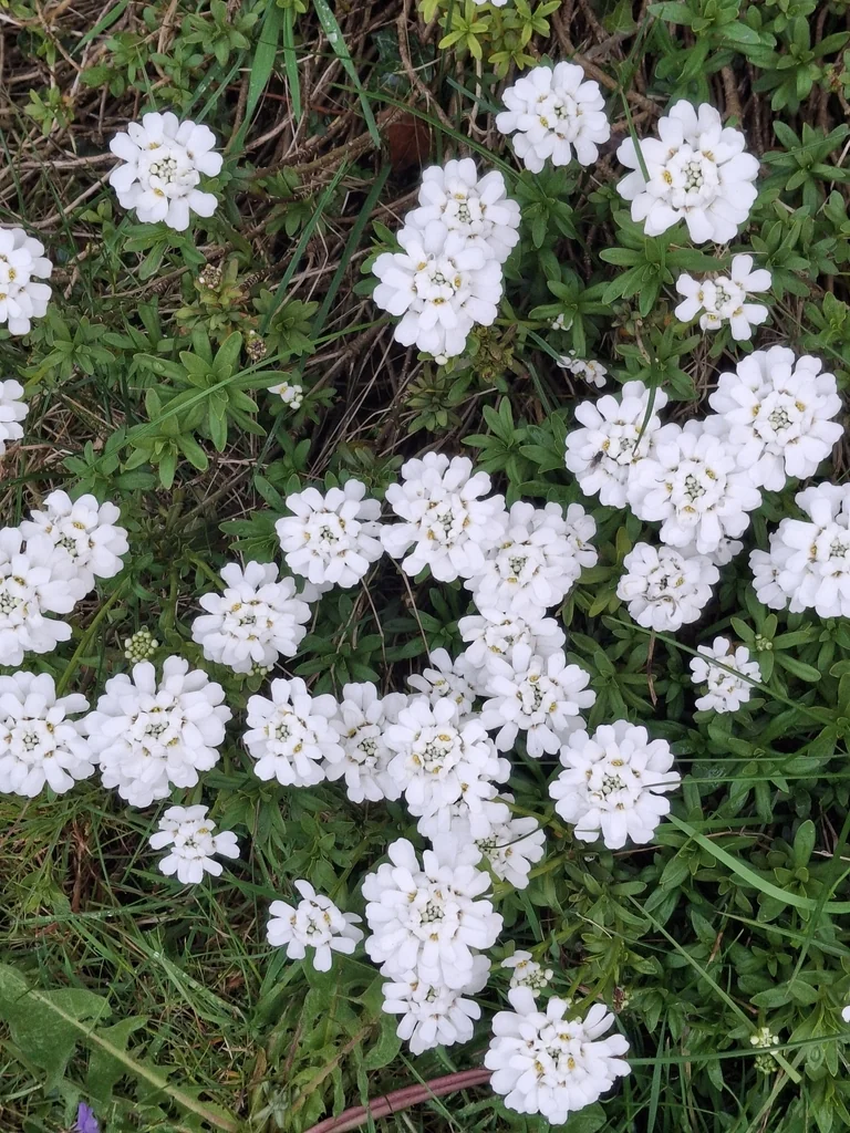 Iberis Sempervirens
