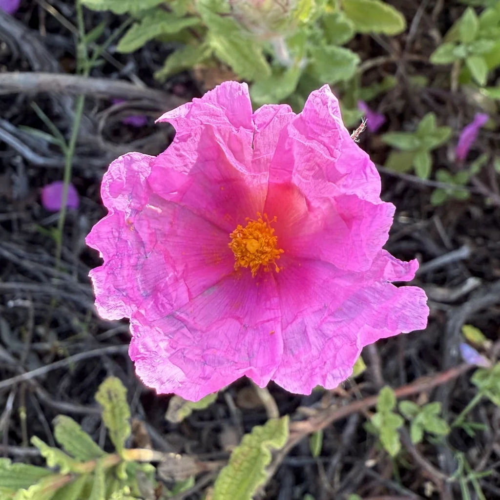Cistus Crispus