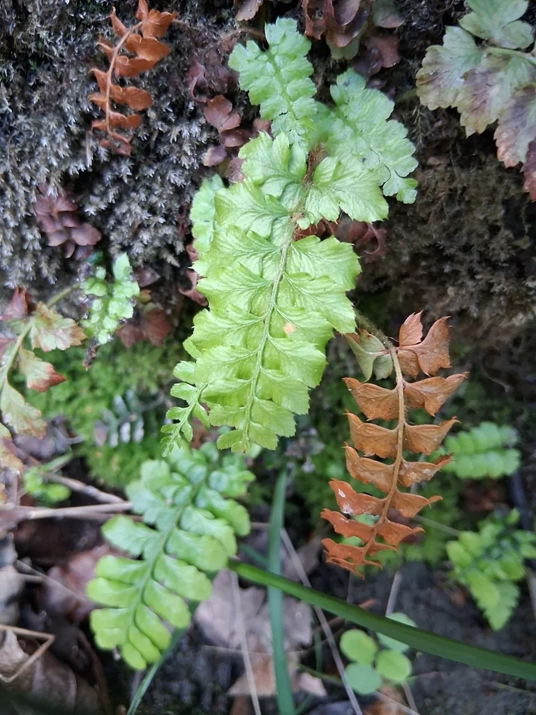 Polystichum Polyblepharum