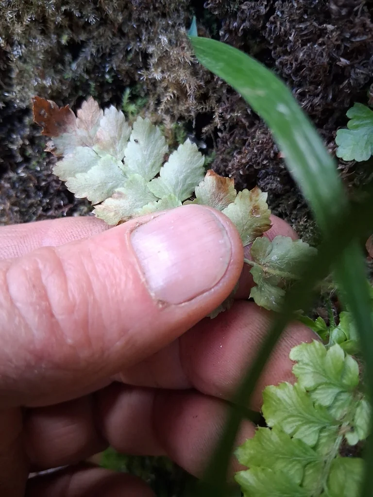 Polystichum Polyblepharum